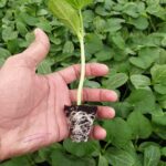Chilli Plants